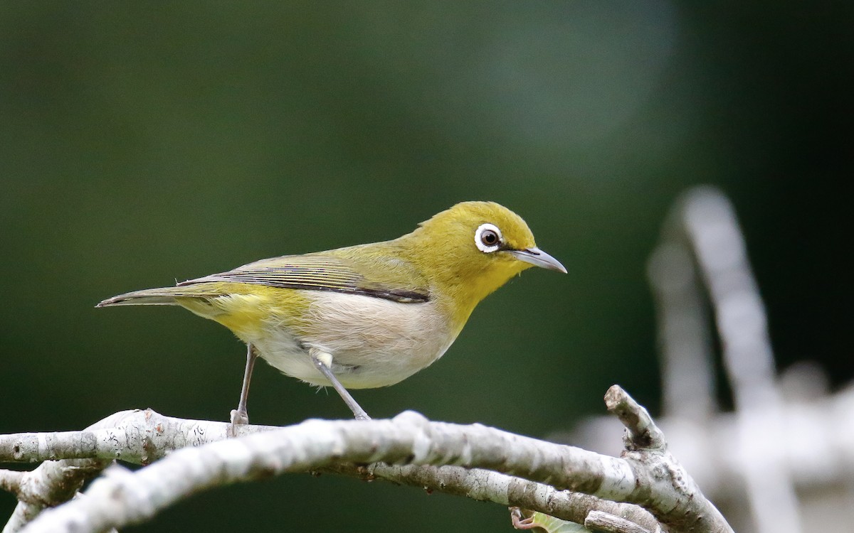 Warbling White-eye - ML638795946