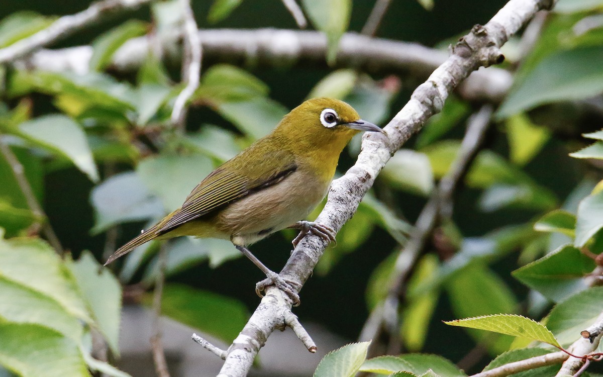 Warbling White-eye - ML638795947