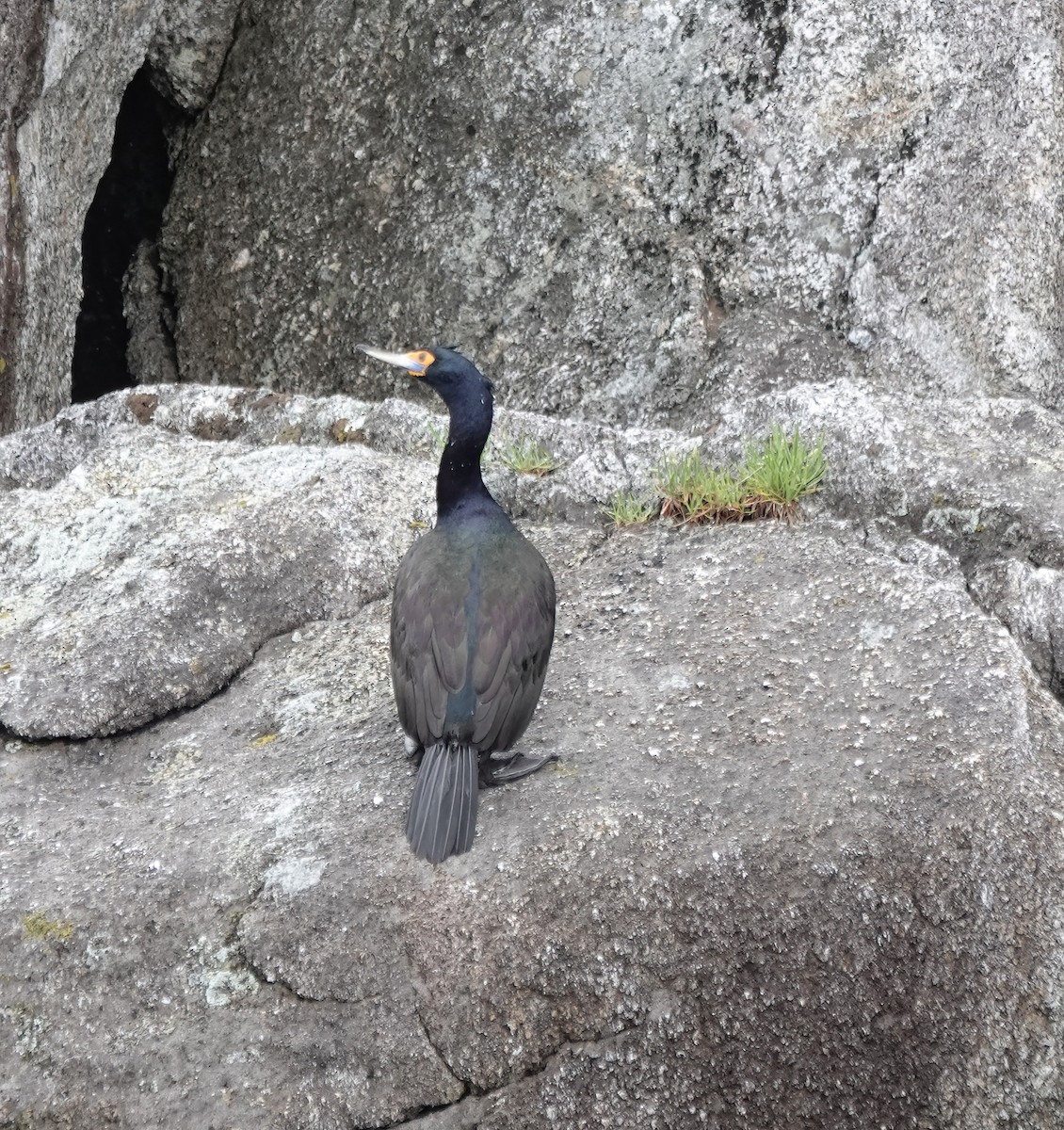 Red-faced Cormorant - ML638795948