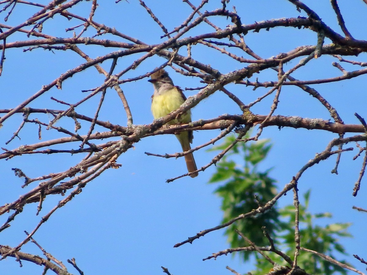 Great Crested Flycatcher - ML638795950
