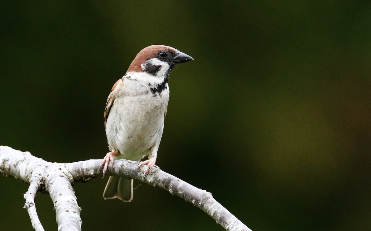 Eurasian Tree Sparrow - ML638795951