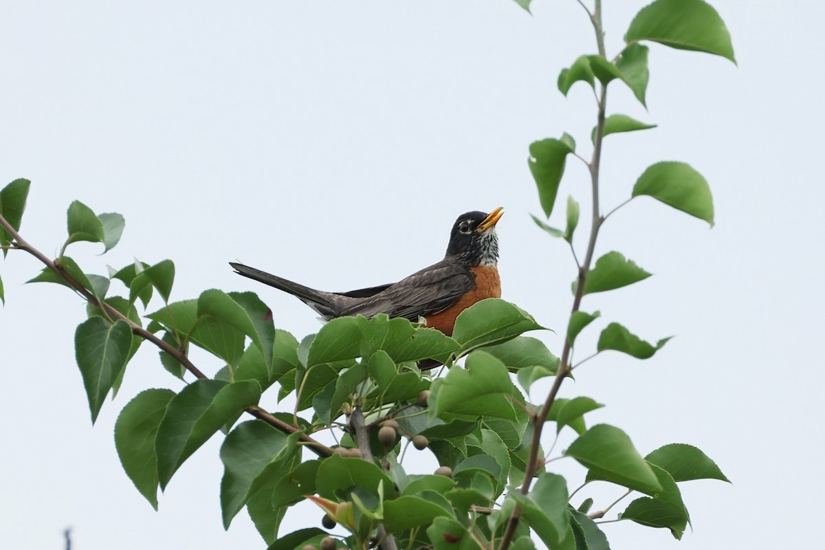 American Robin - ML638795953