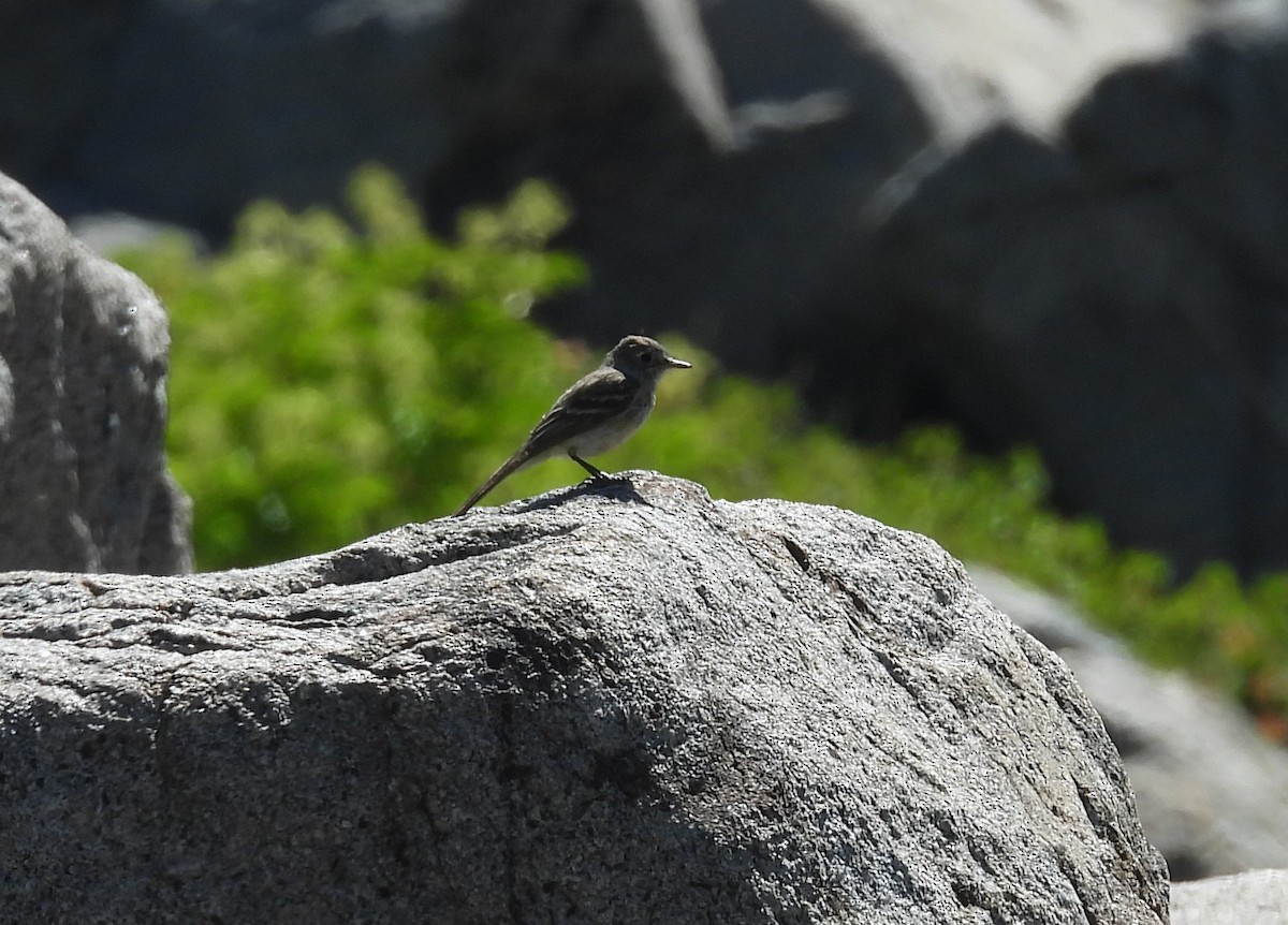 Dusky Flycatcher - ML638795954