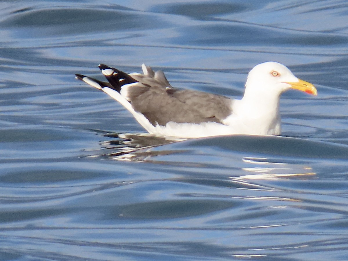Lesser Black-backed Gull - ML638795955
