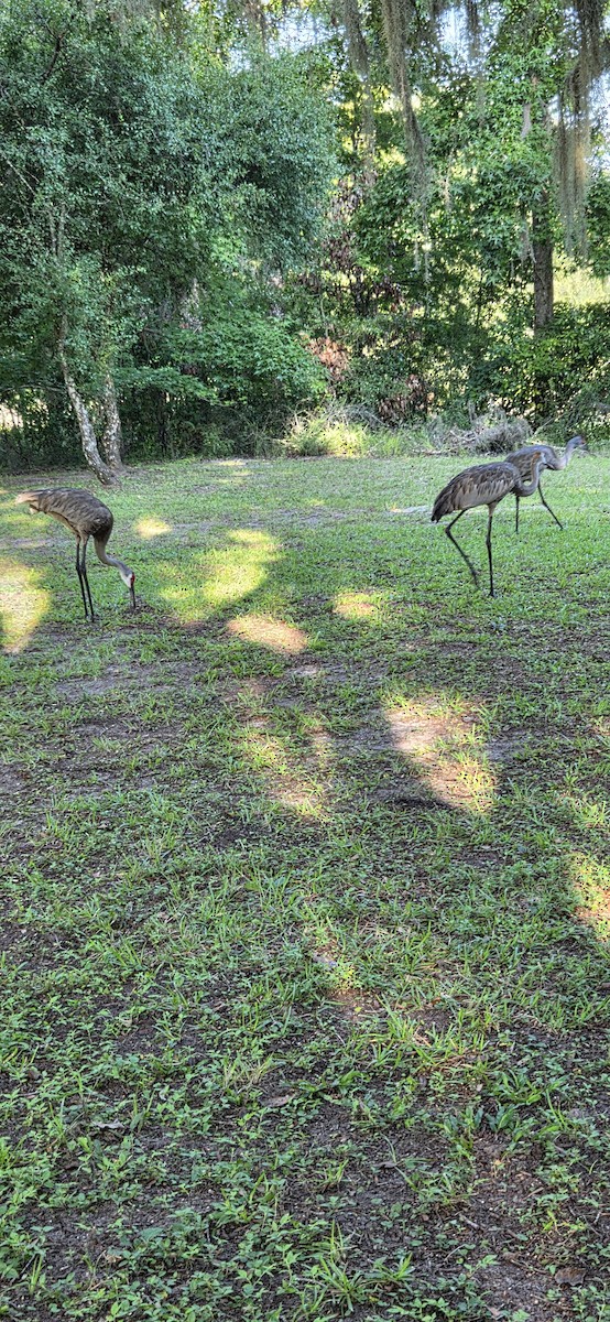 Sandhill Crane - ML638795960