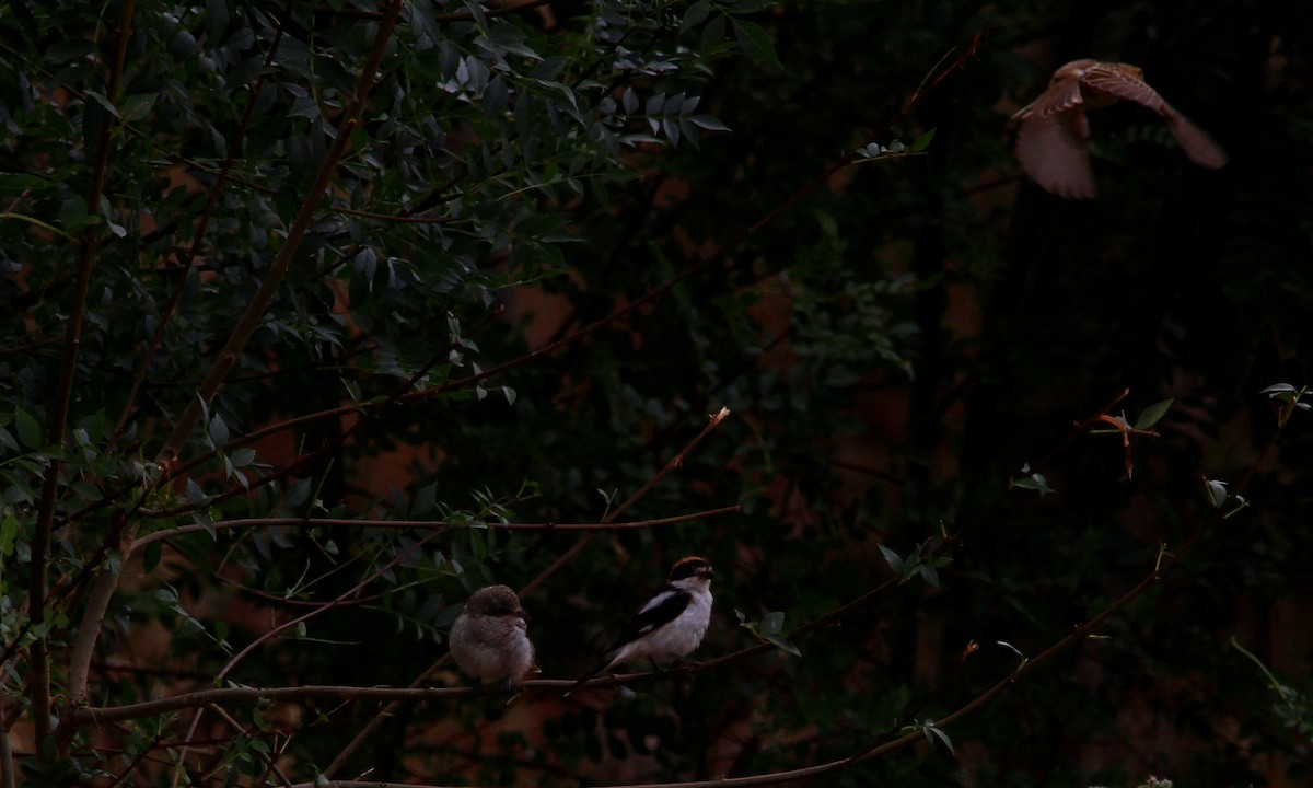 Woodchat Shrike - ML638795964
