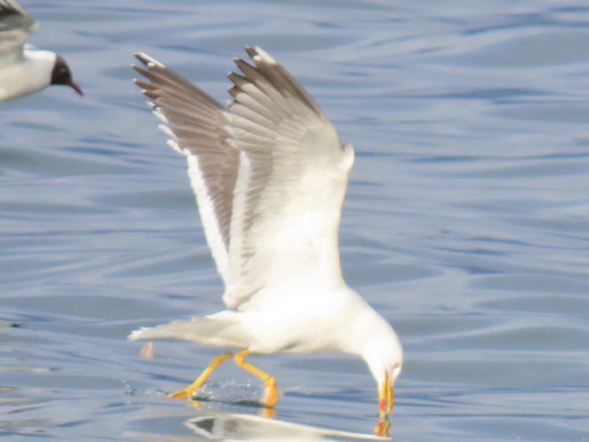 Lesser Black-backed Gull - ML638795965