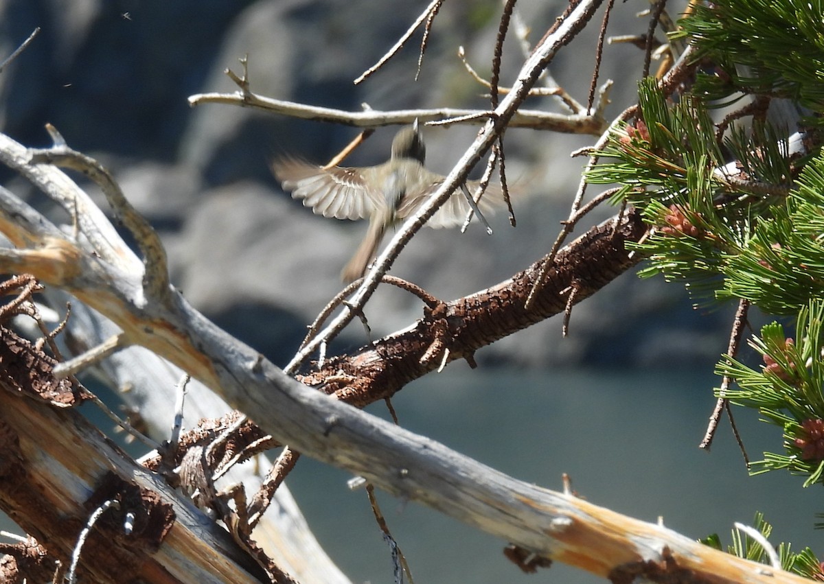 Dusky Flycatcher - ML638795966