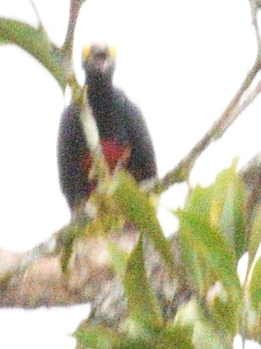 Yellow-tufted Woodpecker - ML638795968