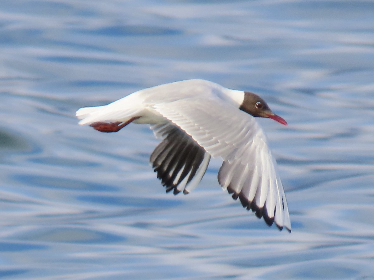 Black-headed Gull - ML638795973