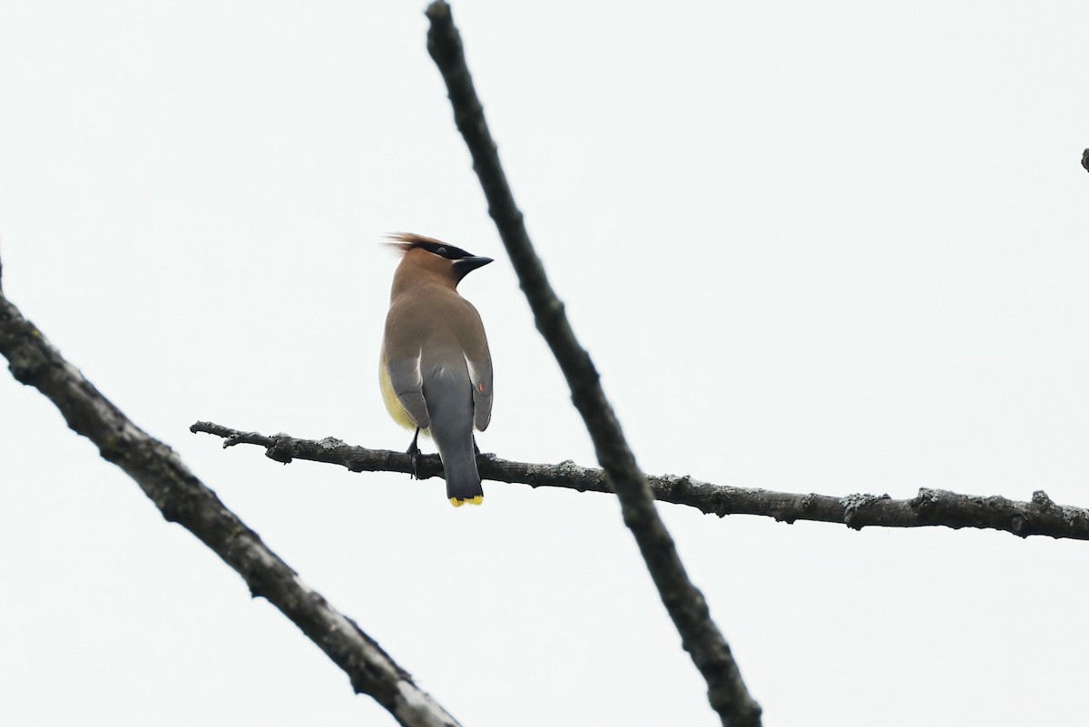 Cedar Waxwing - ML638795974