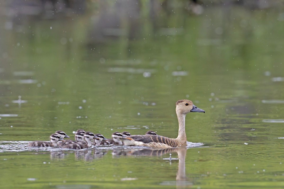 Lesser Whistling-Duck - ML638796032