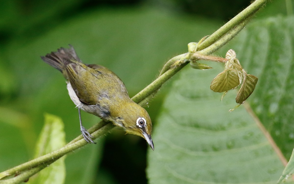 Warbling White-eye - ML638796040