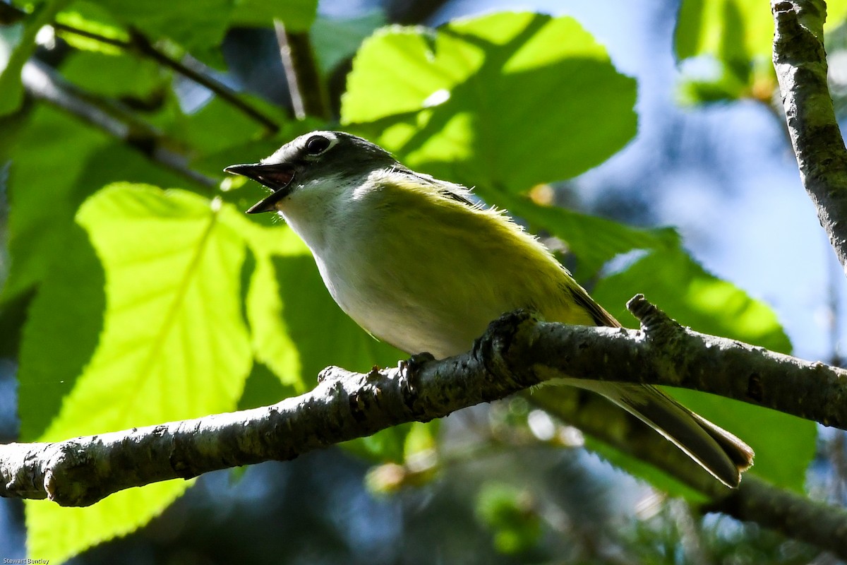 Blue-headed Vireo - ML638796064