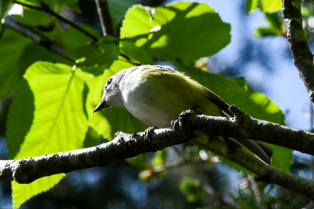 Blue-headed Vireo - ML638796071