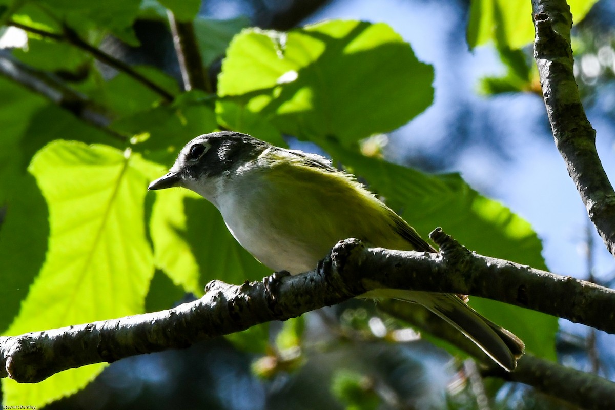 Blue-headed Vireo - ML638796072