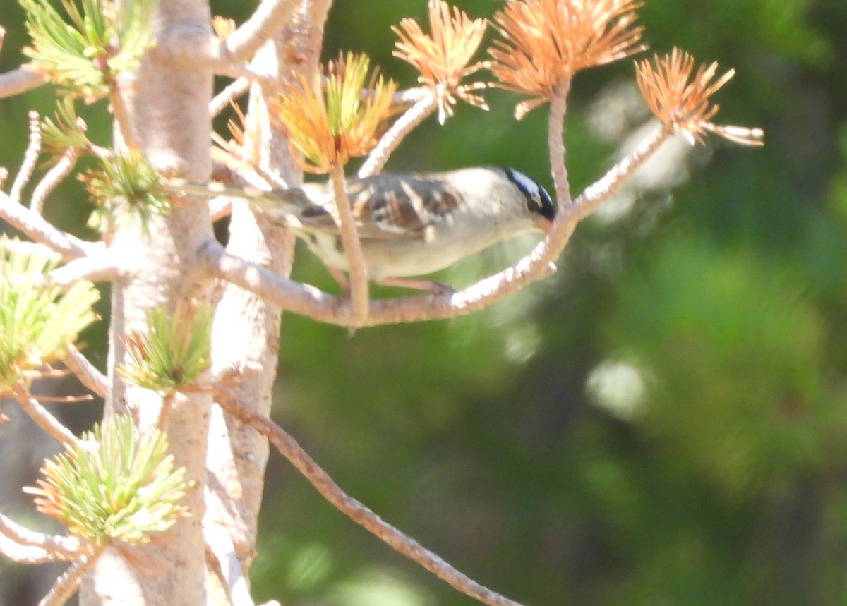 White-crowned Sparrow (oriantha) - ML638796095