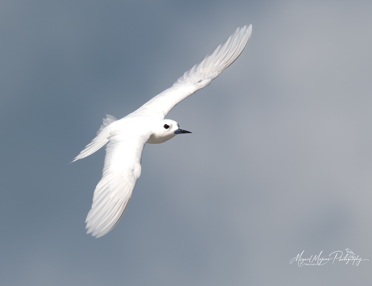 White Tern - ML638796126