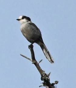 Canada Jay - ML638796148
