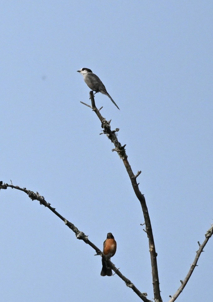 Canada Jay - ML638796150