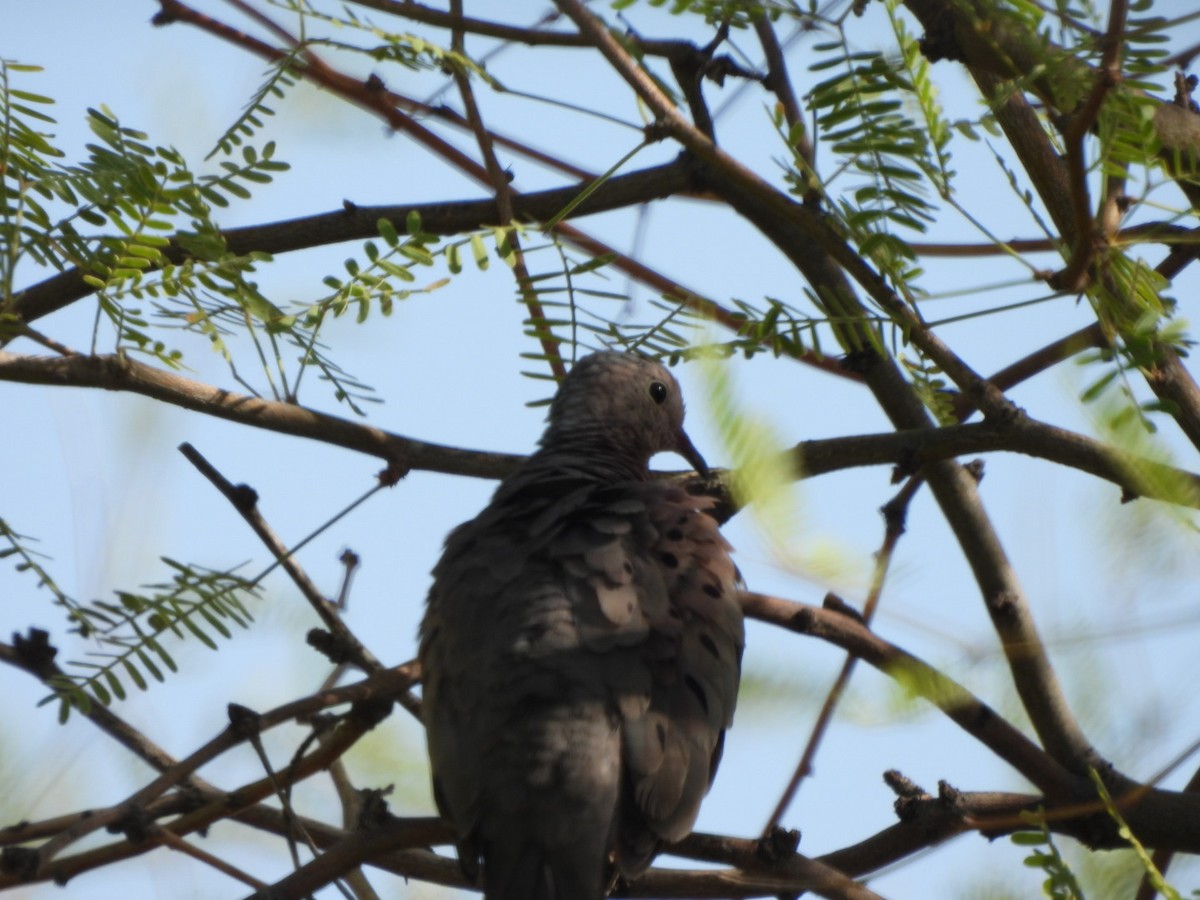 Common Ground Dove - ML638796169