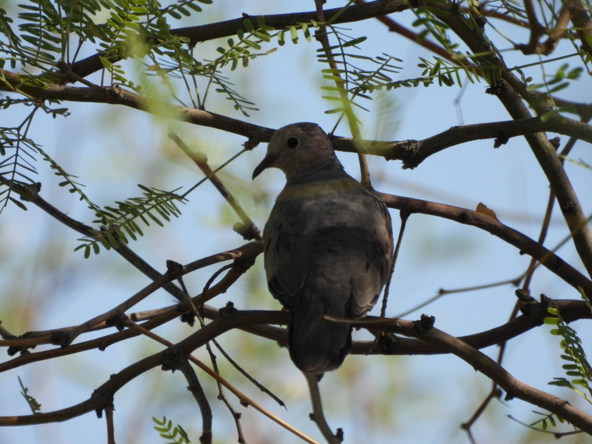 Common Ground Dove - ML638796172