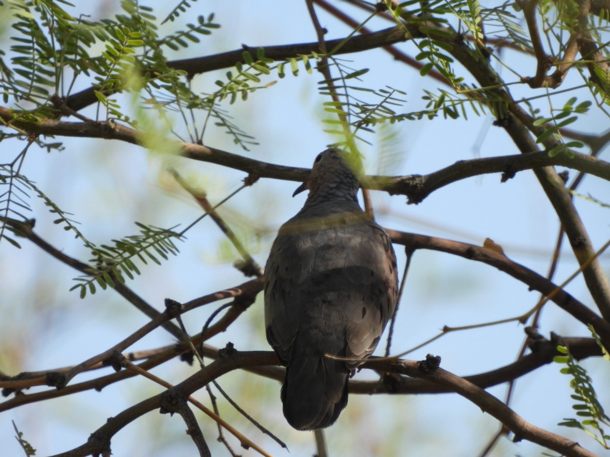 Common Ground Dove - ML638796173