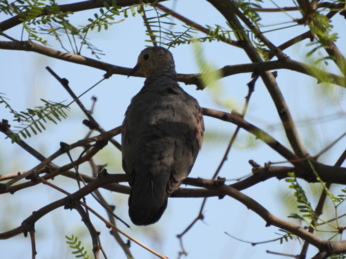 Common Ground Dove - ML638796174