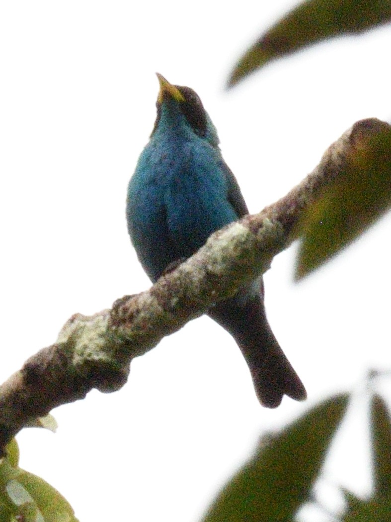 Green Honeycreeper - ML638796176