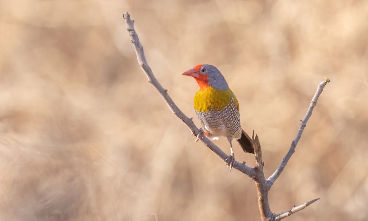Green-winged Pytilia - ML638796187