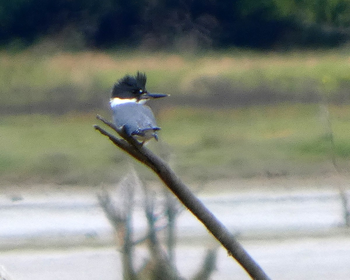 Belted Kingfisher - ML638796188