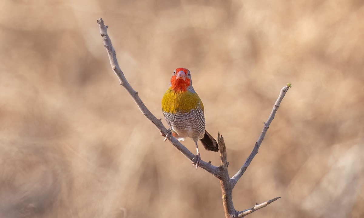 Green-winged Pytilia - ML638796190