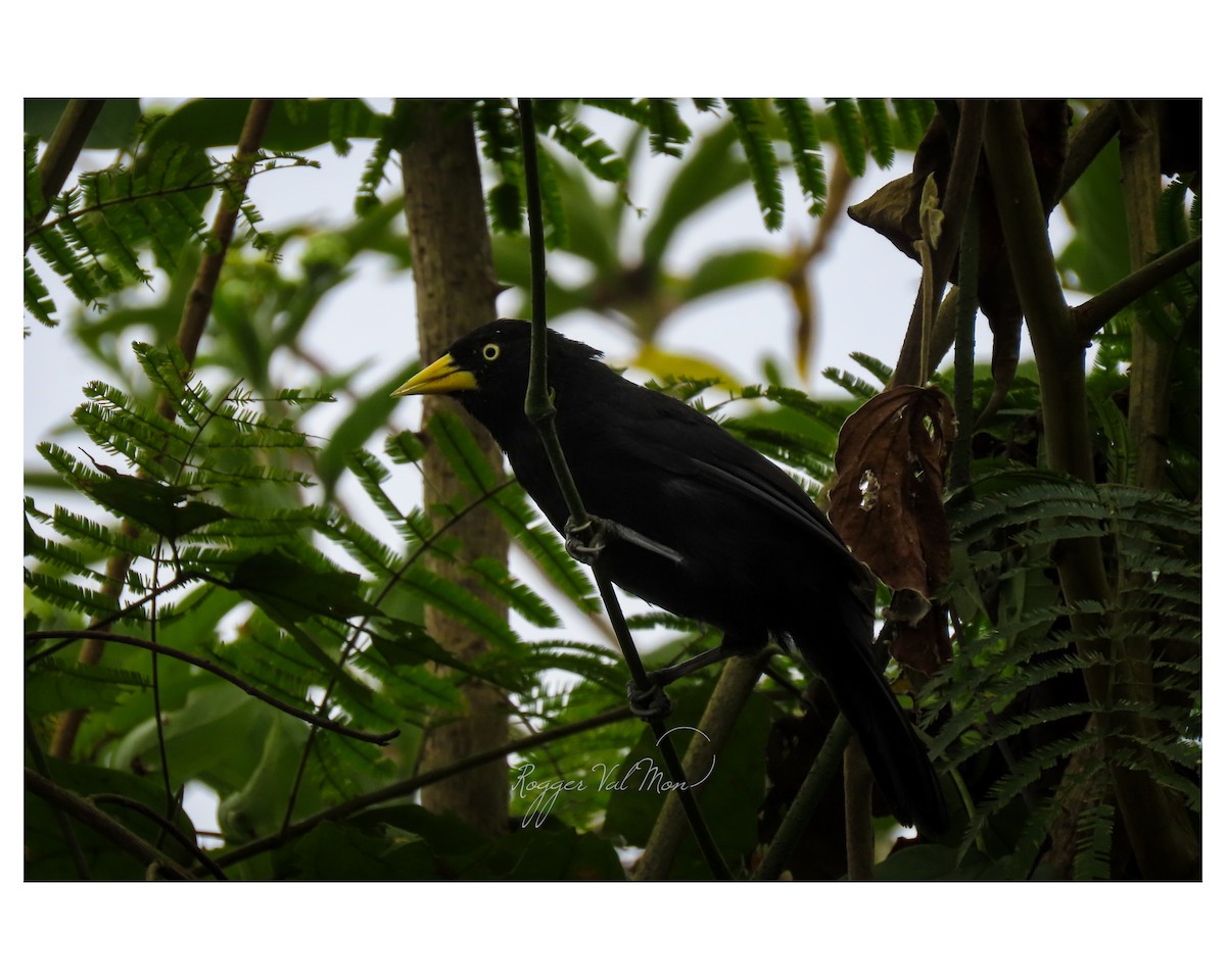Yellow-billed Cacique - ML638796192
