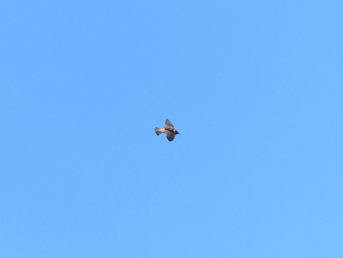 Cliff Swallow - ML638796194