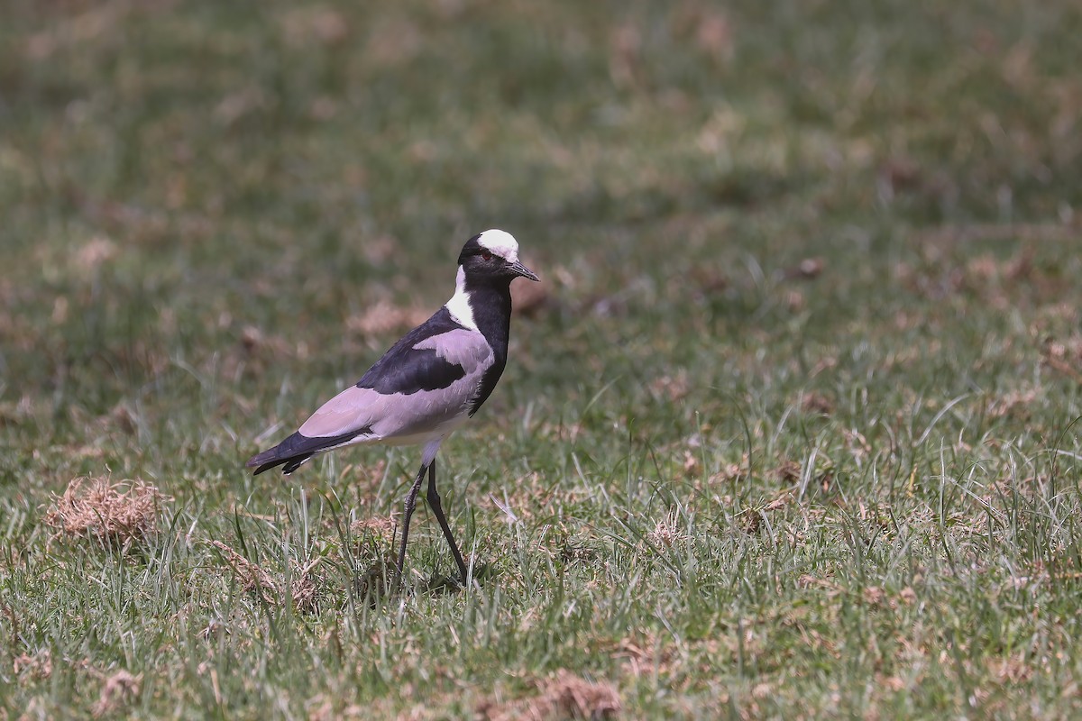 Blacksmith Lapwing - ML638796197
