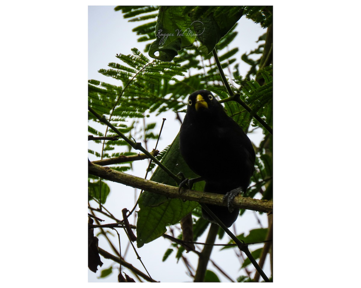 Yellow-billed Cacique - ML638796198