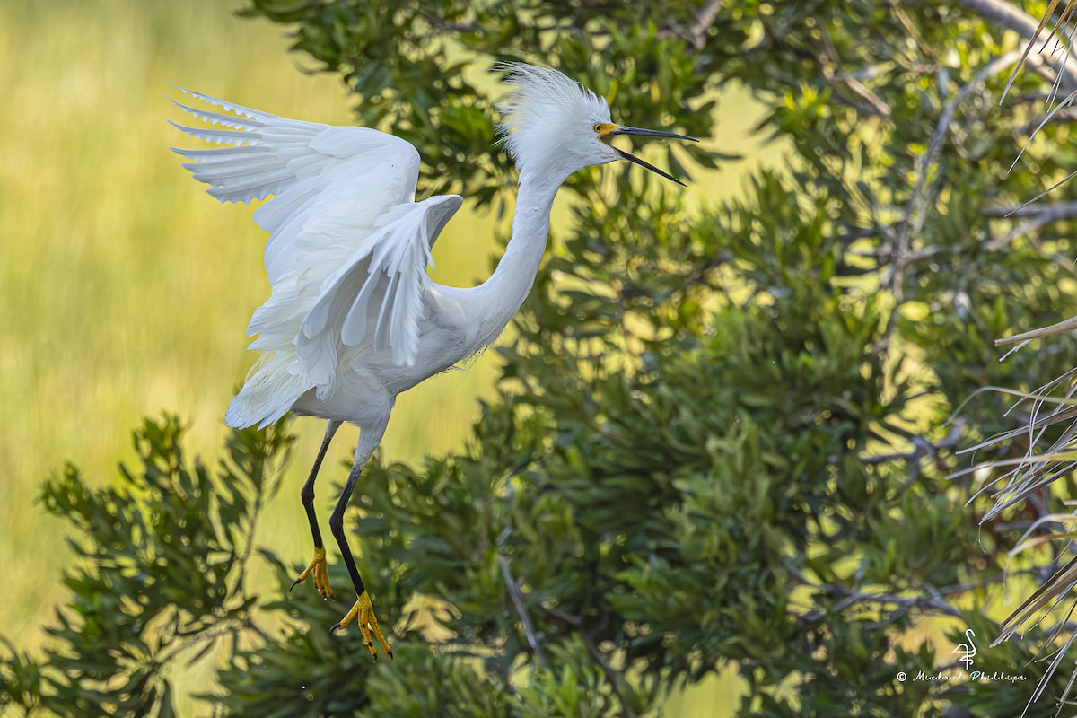 Snowy Egret - ML638796199