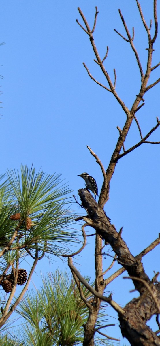 Downy Woodpecker - ML638796200