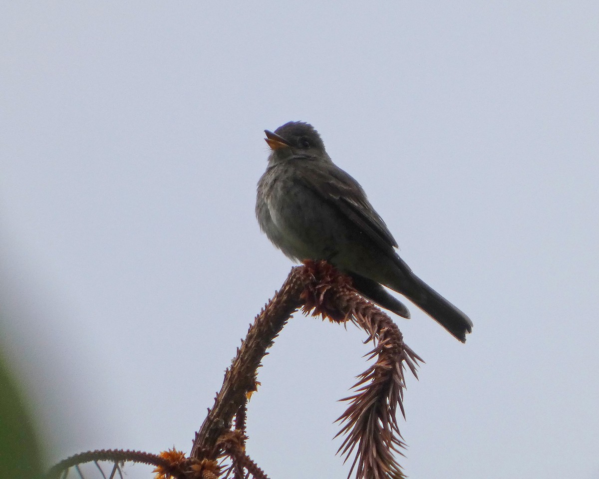Willow Flycatcher - ML638796201
