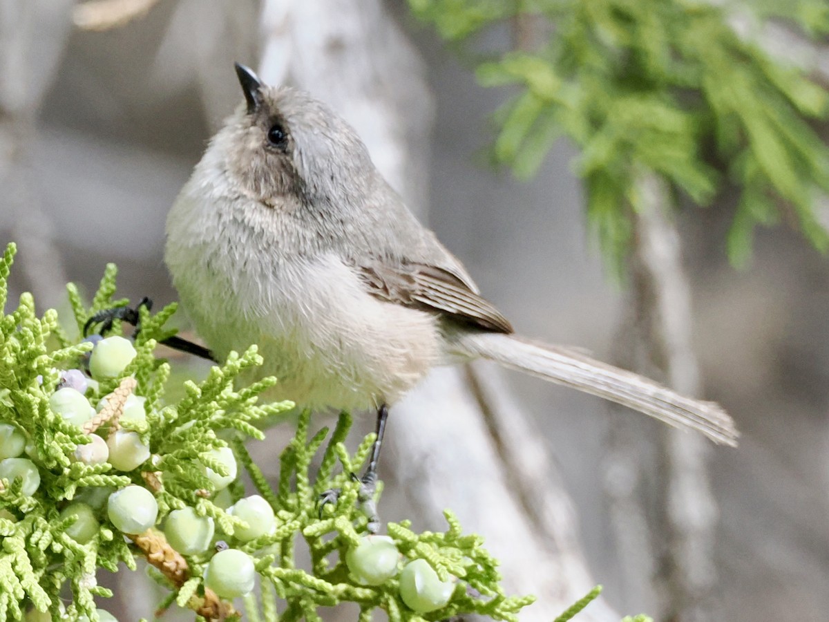 Bushtit - ML638796214