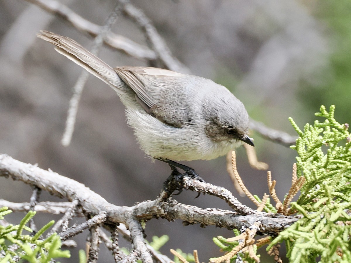 Bushtit - ML638796215