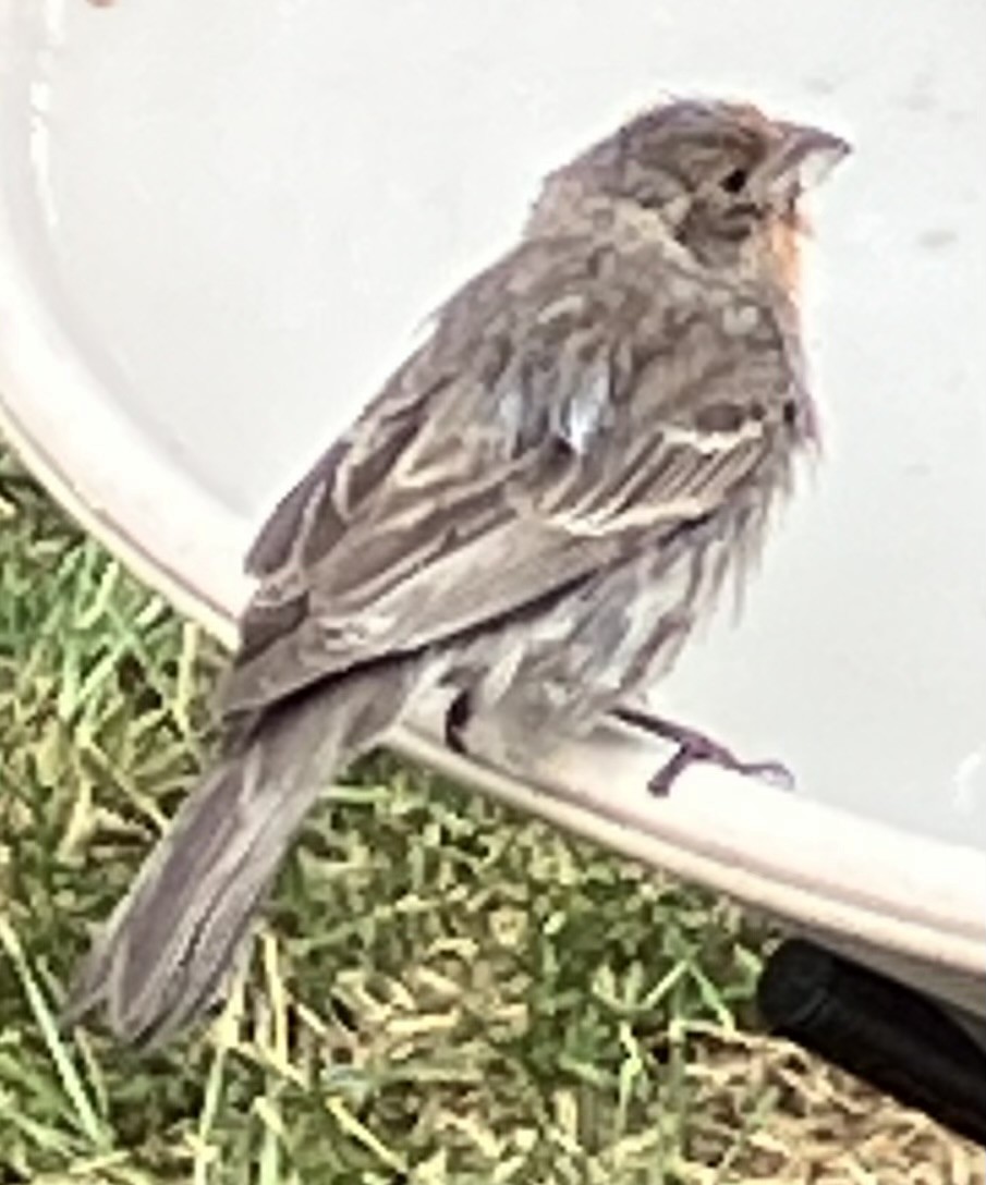 House Finch - ML638796219