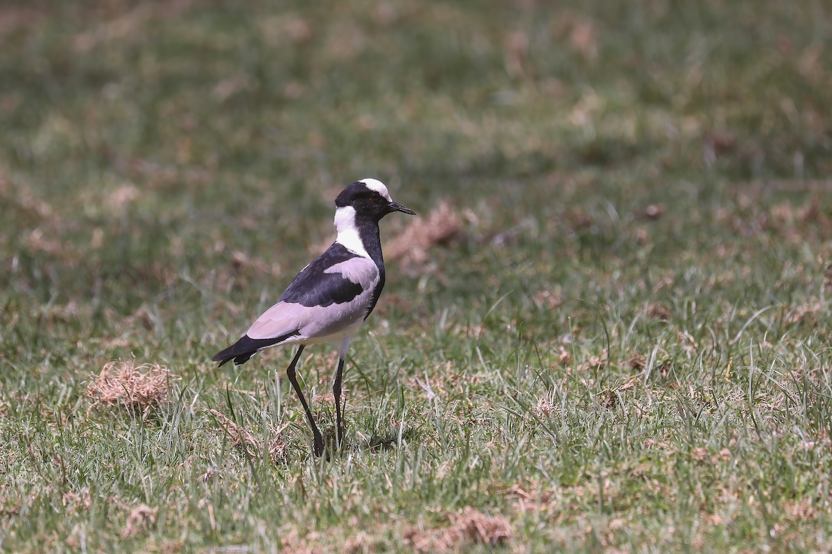 Blacksmith Lapwing - ML638796222