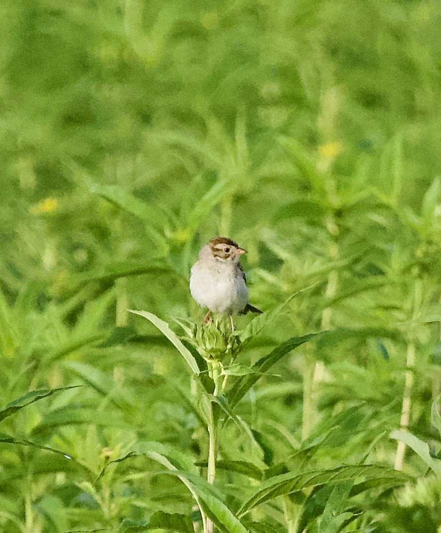 Clay-colored Sparrow - ML638796224
