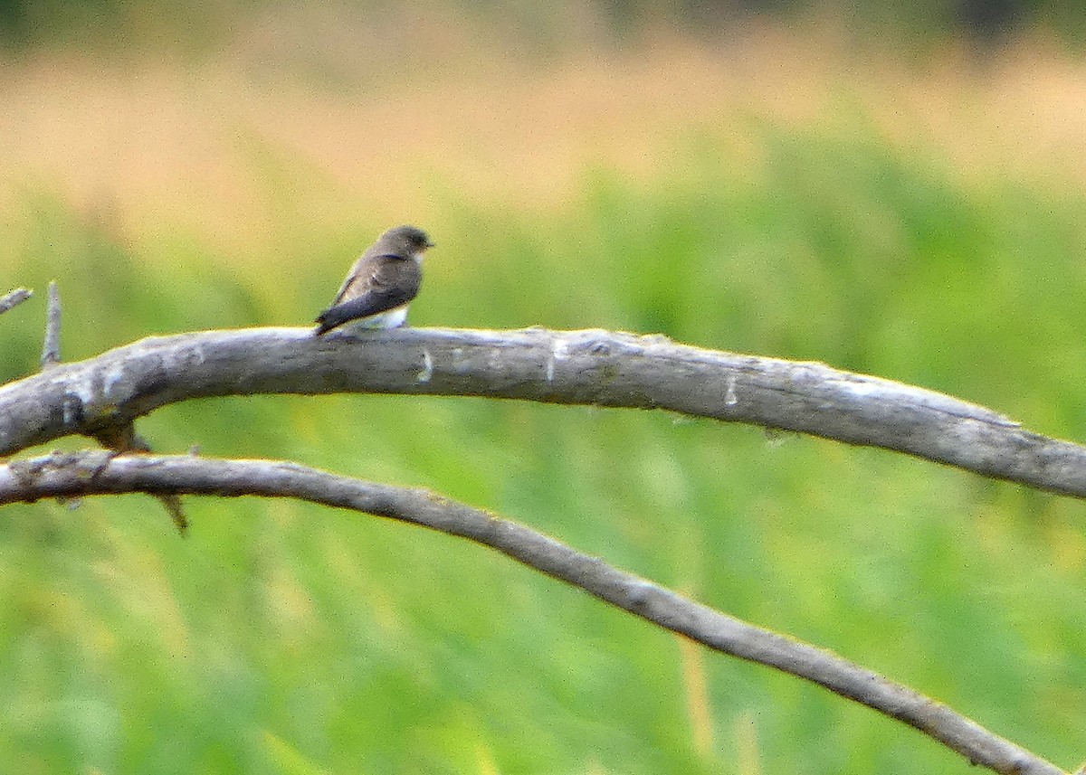 Bank Swallow - ML638796228
