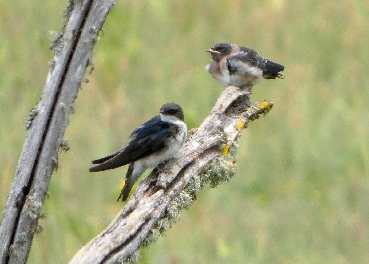 Tree Swallow - ML638796235