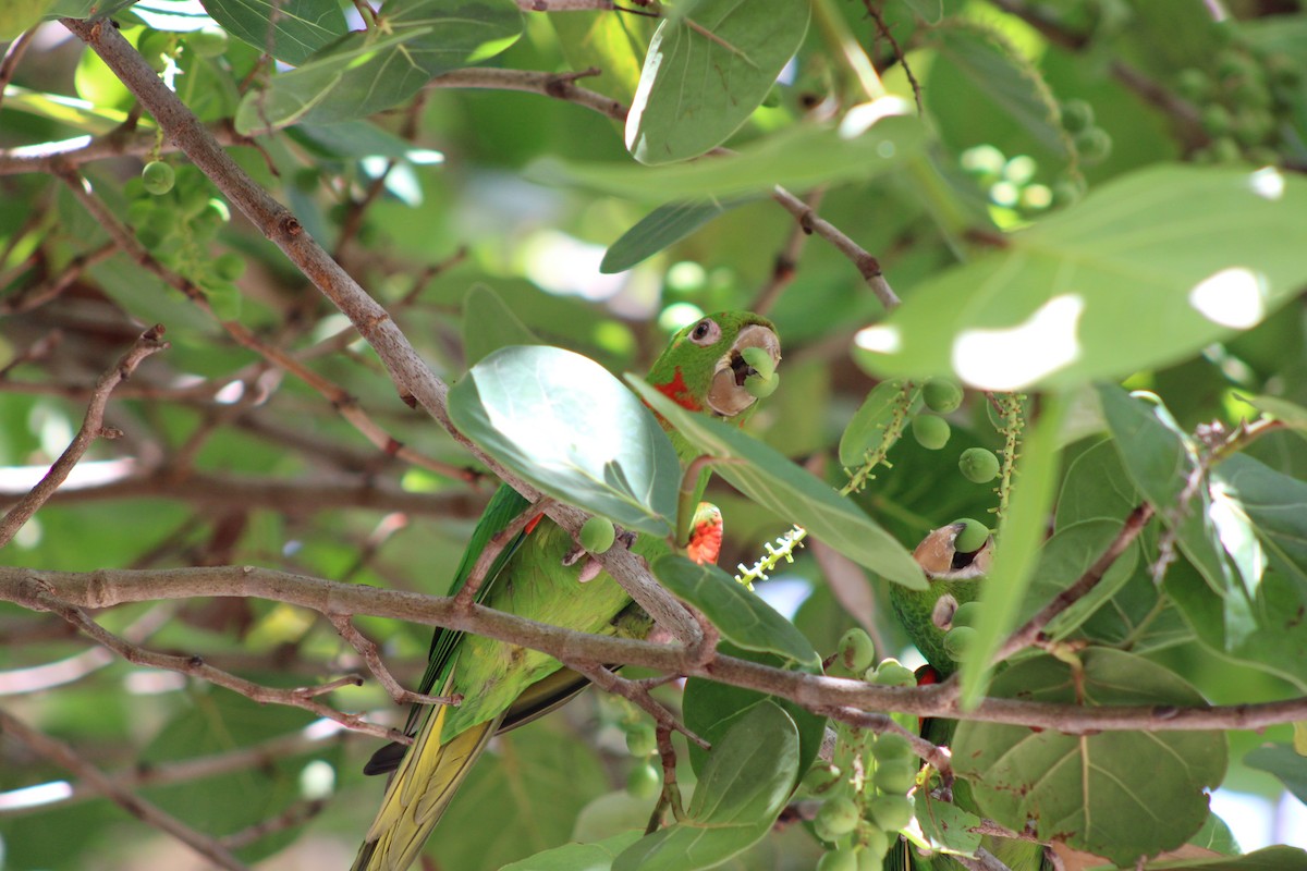 White-eyed Parakeet - ML638796236