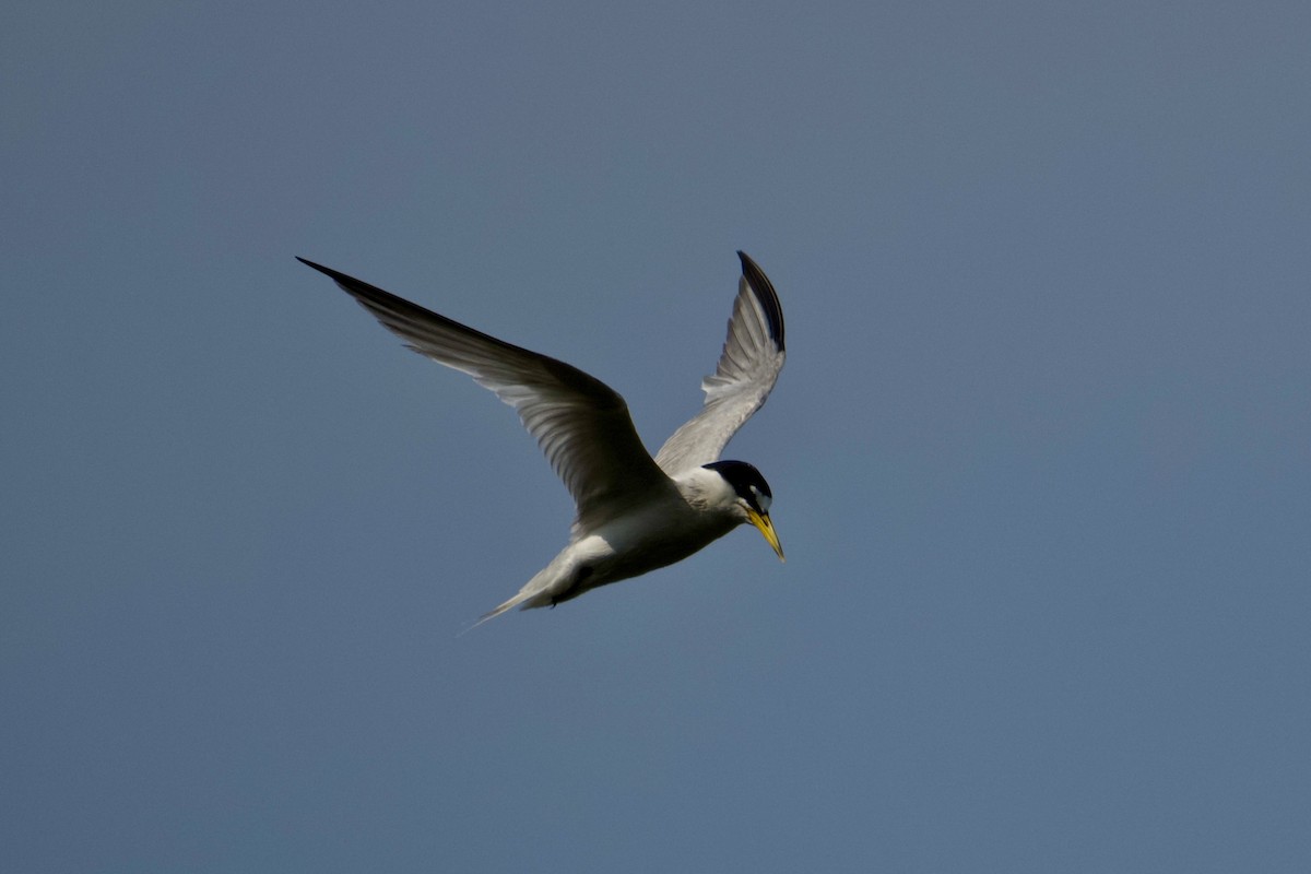 Least Tern - ML638796237