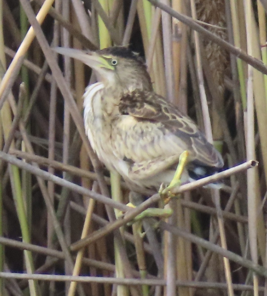 Little Bittern (Little) - ML638796238