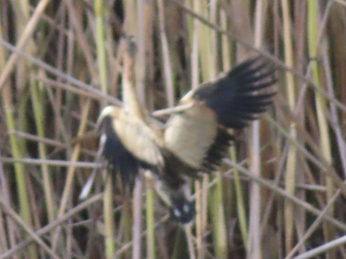Little Bittern (Little) - ML638796239